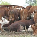 FMD outbreak detected in KwaZulu-Natal