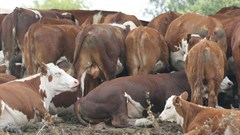 FMD outbreak detected in KwaZulu-Natal