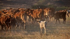 Botswana suspends some SA animal, meat imports