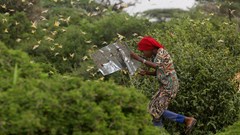Pests on the march as climate change fans spread of crop destroyers