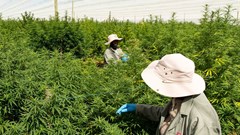 Goodleaf merges with Highlands Investments to create R650m cannabis company