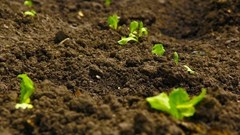 Report reveals soil pollution as one of the world's major challenges for ecosystem restoration