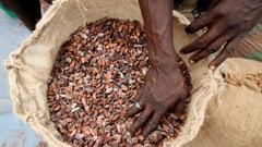 Ivory Coast sells 2021/2022 cocoa contracts after wrangle over premium