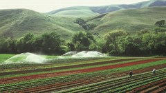 Feeding Africa from Africa: Smallholder farmers to leverage on AfCFTA