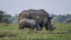 23 years' prison time for rhino poacher