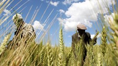 As some farmers hit climate limits, bolder steps needed to survive