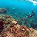 Peter Gash, owner and manager of the Lady Elliot Island Eco Resort, snorkels with Oliver Lanyon and Lewis Marshall, Senior Rangers in the Great Barrier Reef region for the Queenlsand Parks and Wildlife Service, during an inspection of the reef's condition in an area called the 'Coral Gardens' located at Lady Elliot Island located north-east from the town of Bundaberg in Queensland, Australia, June 10, 2015. Source: Reuters/David Gray/File photo