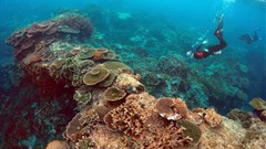 Peter Gash, owner and manager of the Lady Elliot Island Eco Resort, snorkels with Oliver Lanyon and Lewis Marshall, Senior Rangers in the Great Barrier Reef region for the Queenlsand Parks and Wildlife Service, during an inspection of the reef's condition in an area called the 'Coral Gardens' located at Lady Elliot Island located north-east from the town of Bundaberg in Queensland, Australia, June 10, 2015. Source: Reuters/David Gray/File photo