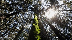 Fund nature protection now or face huge losses, says World Bank