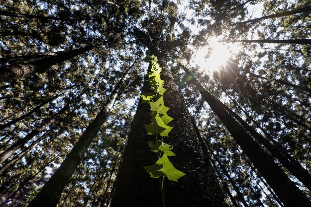 A vine climbs along the bark of a tree in the Karura forest in Nairobi, Kenya. Reuters/Baz Ratner