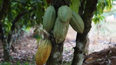 Chocolate fix: How the cocoa industry could end deforestation in West Africa