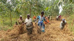 Uganda helps farmers grow trees for money in bid to reverse forest loss