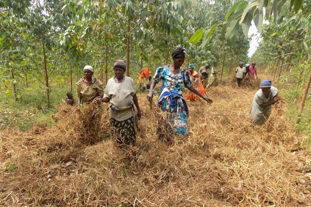 Women drying their beans on a tree plantation owned by Peter Kasenene in Mawojo, central Uganda, 24 June 2019. Thomson Reuters Foundation/Christopher Bendana