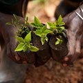 African farmers could benefit from more friendly EU agriculture policies