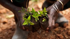 African farmers could benefit from more friendly EU agriculture policies