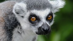 Covid-19 pandemic is affecting conservation efforts in Madagascar