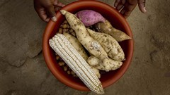 South African riots and food security: Why there's an urgent need to restore stability