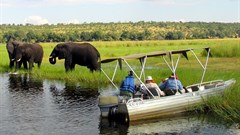 Rhino and elephant poaching declines in Namibia