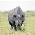 Rhino poaching returns after pandemic-induced lull