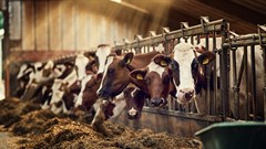 Nestlé's first net zero carbon emissions dairy farm on track to reach targets