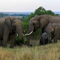 Namibia sells only a third of elephants on offer in criticised auction