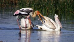 New global biodiversity goals must take these key lessons into account