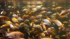 New research records national policy trends linking fish, aquatic foods with public health