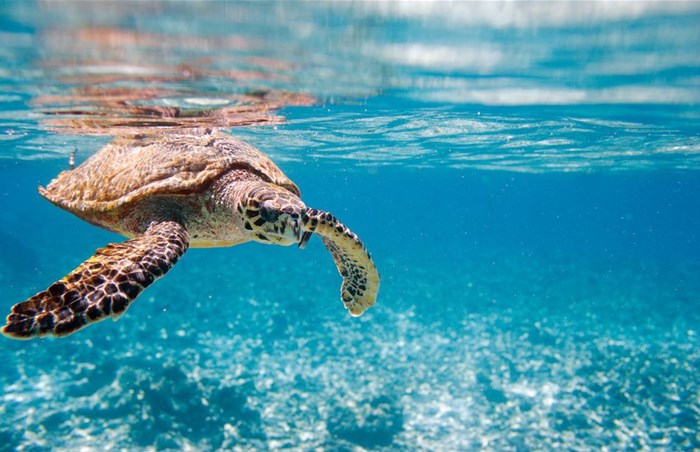 Homegrown, South African solution driving digitisation in the Seychelles