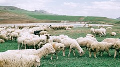 50+ NGOs call on COP26 to acknowledge climate impacts of animal agriculture