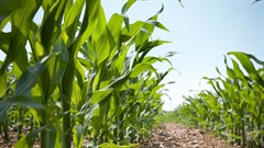 African Union crafts guidelines for GM crops, activists raise alarm