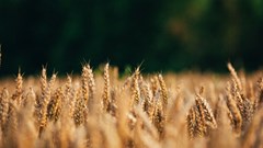 How the South African government can boost its credibility in the agricultural sector