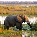 NGOs seek to halt proposed mining activities in Zambia's Lower Zambezi National Park