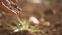 Healthy soils are crucial for sustainable agri-food systems - FAO