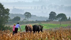 Africa's green revolution initiative has faltered: Why other ways must be found