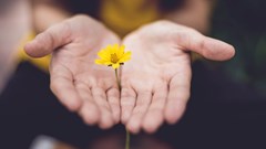 Intermediaries, handover and pandemic protocols