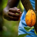 Heavy rains leave Ivory Coast cocoa farmers split on harvest outlook