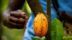 Heavy rains leave Ivory Coast cocoa farmers split on harvest outlook