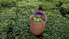 Kenya's tea exports up, output down in H1 2021 - regulator