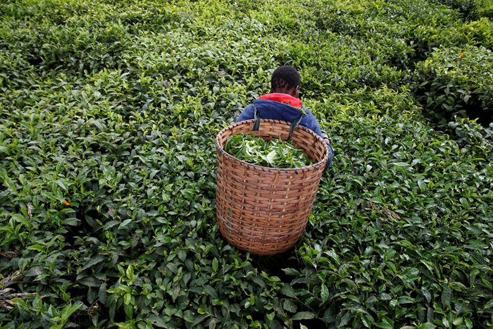 A woman picks tea leaves at a plantation in Kiambu County, near Nairobi, Kenya. Reuters/Baz Ratner