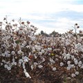 Cotton farming becomes viable diversification option for SA canegrowers