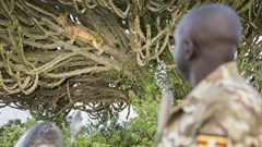 What Covid-19 travel bans have done to conservation tourism in Africa