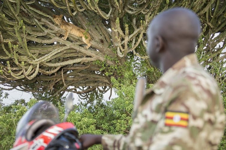 Jimmy Kisembo, a Uganda Wildlife Authority ranger looks up at a lion on his daily monitoring patrol in Queen Elizabeth National Park, Uganda. Alex Braczkowski, Author provided