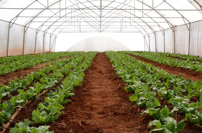 Food & Trees for Africa launches online social investment platform