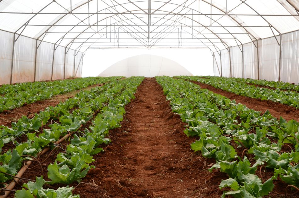 Food & Trees for Africa launches online social investment platform