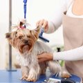 The tail wagging the dog: Is pet well-being driving innovation in SA's pet care market?