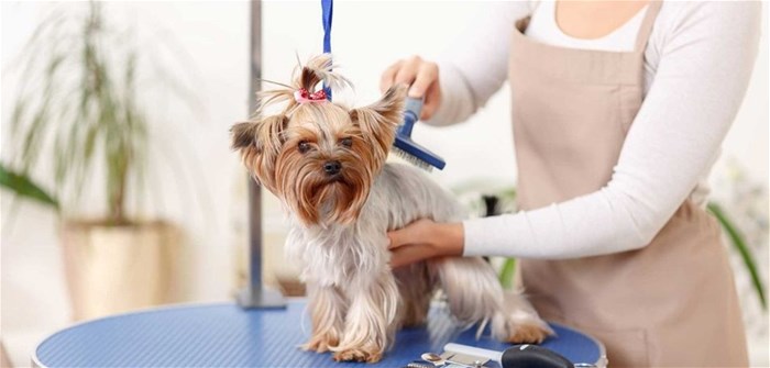 The tail wagging the dog: Is pet well-being driving innovation in SA's pet care market?
