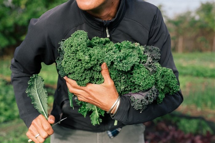 Western Cape wine farm turns old horse paddock into thriving food garden