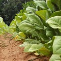 Lessons from Zimbabwe's tobacco farmers for the COP26 climate change talks