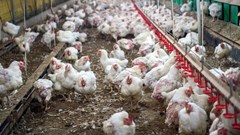 Namibia suspends poultry from Germany, Netherlands after bird flu outbreak