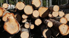 Why tackling deforestation is so important for slowing climate change